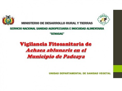 Vigilancia fitosanitaria de Achaea Ablunaris en el municipio de Padcaya