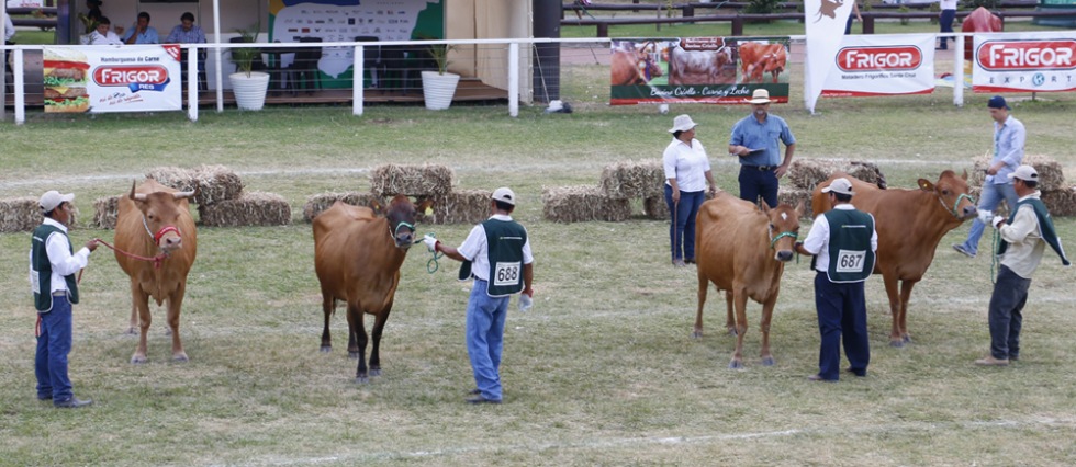 El bovino Criollo se afianza cada vez más entre los productores