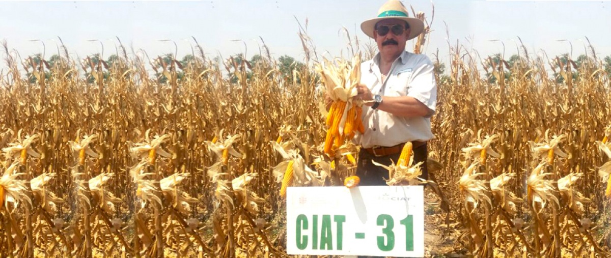 CIAT con muestra nuevas alternativas para el cultivo de Maíz