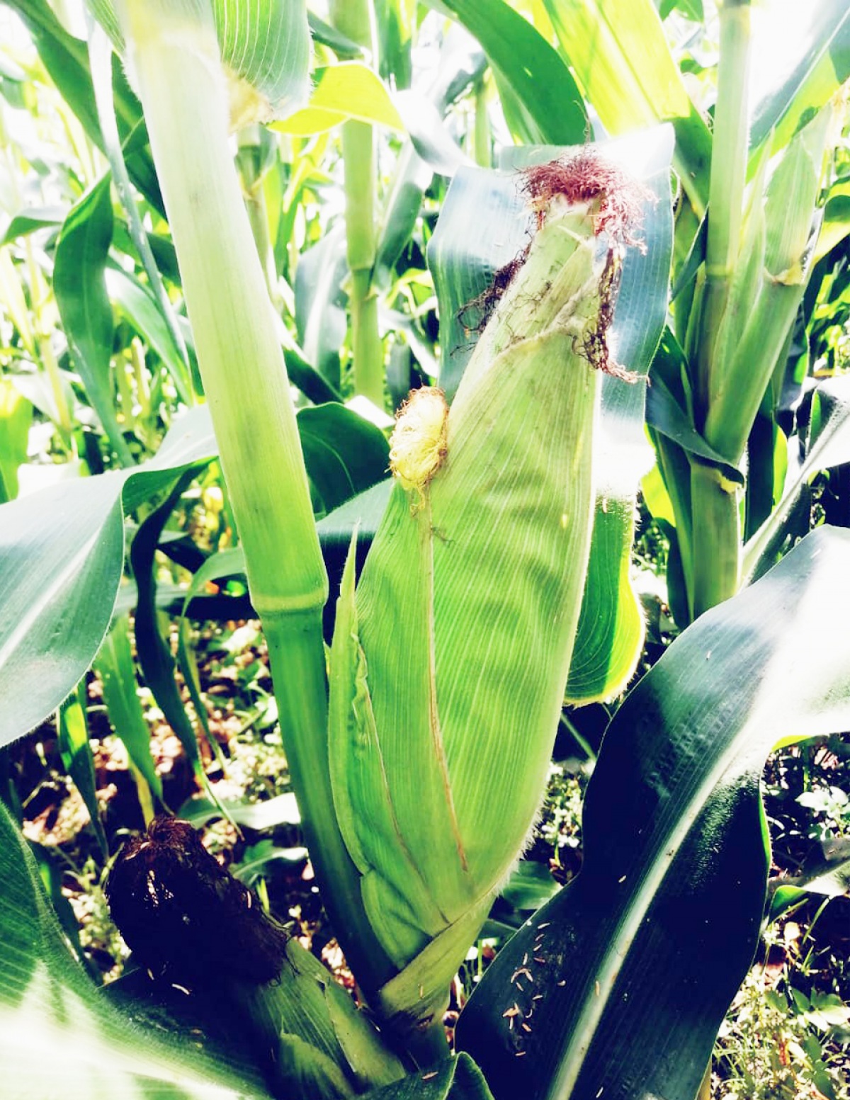 CIAT alista día de campo sobre cultivo de maíz choclero