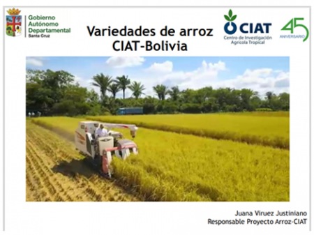 Variedades de Arroz CIAT - Bolivia       