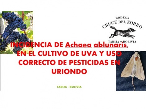 Incidencia de Achaea Ablunaris en cultivo y uso correcto de pesticidas en Uriondo 